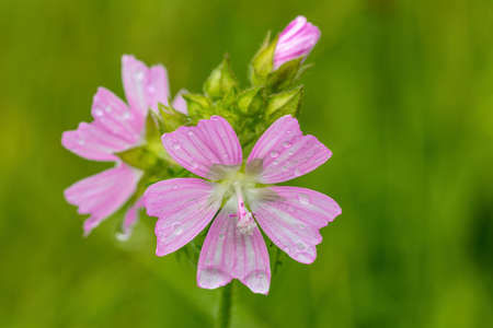 Malva Alcea flower in summer meadowの写真素材
