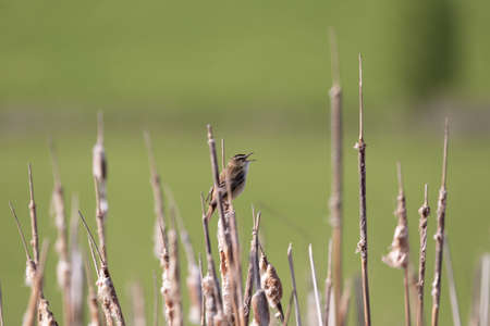 small song bird Sedge warbler, Europe wildlifeの写真素材