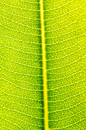 Green Leaf Texture background