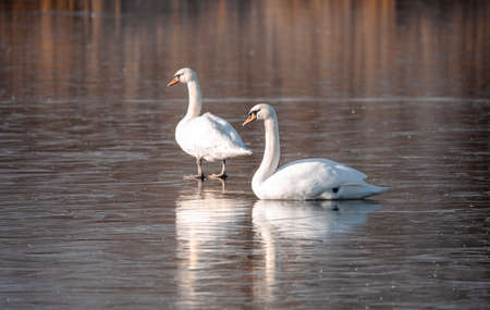 White swan on the frozen pond.の写真素材