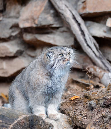 Pallass cat, Otocolobus manulの写真素材