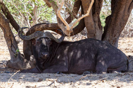Cape Buffalo at Chobe, Botswana safari wildlifeの写真素材