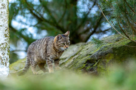 baby of cat, kitten playing in gardenの写真素材