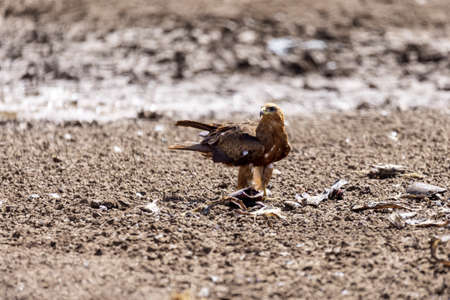 Black kite flying, Ethiopia safari wildlifeの写真素材