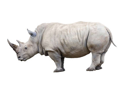 Rhino rhinoceros isolated on white background.の写真素材