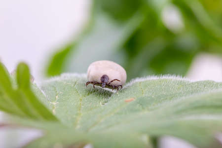 Tick Danger insectの写真素材