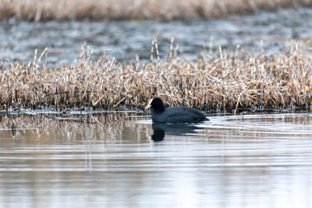 Bird Eurasian coot Fulica atra hiding in reedsの写真素材