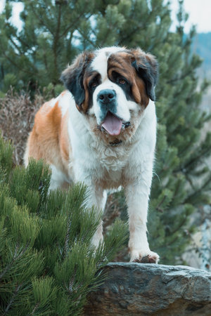 Portrait working breed of of St. Bernard dogの写真素材