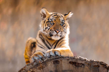 Sumatran Tiger, Panthera tigris sumatraeの写真素材
