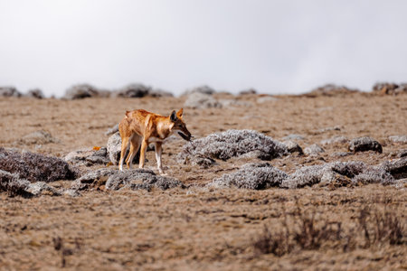 hunting ethiopian wolf, Canis simensis, Ethiopiaの写真素材