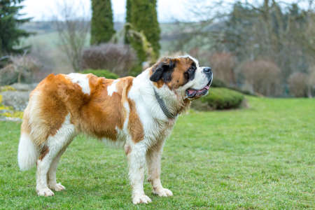 Portrait working breed of of St. Bernard dogの写真素材