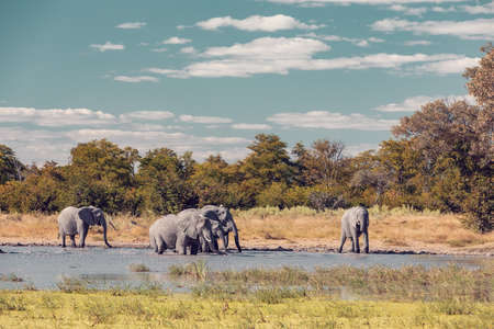 African Elephant on waterhole, Africa safari wildlifeの写真素材