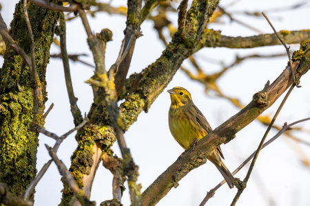 bird yellowhammer, Europe wildlifeの写真素材