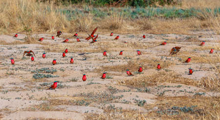 large nesting colony of Northern Carmine Bee-eaterの写真素材