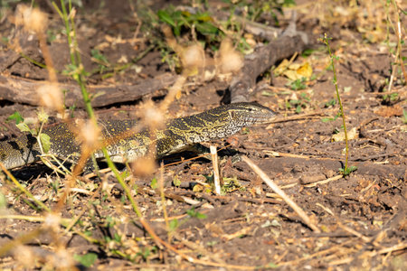 Monitor Lizard in Chobe, Botswana Africa wildlifeの写真素材