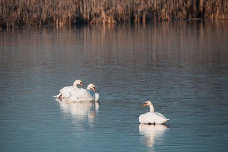 White swan on the frozen pond.の写真素材
