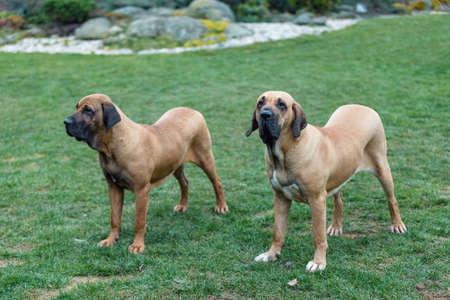 female of guardian dog Fila Brasileiro, Brazilian Mastiffの写真素材