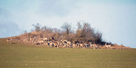 herd of european roe deerの写真素材