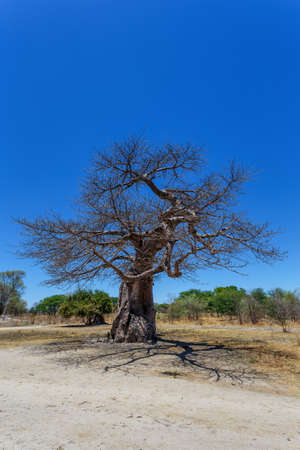 majestic baobab tree Botswanaの写真素材