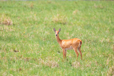 Cute Oribi antelope Ethiopia, Africa wildlifeの写真素材