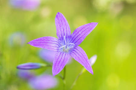 flower campanula patula, wild flowering plantの写真素材