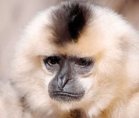 primate Yellow-cheeked gibbon, Nomascus gabriellaeの写真素材