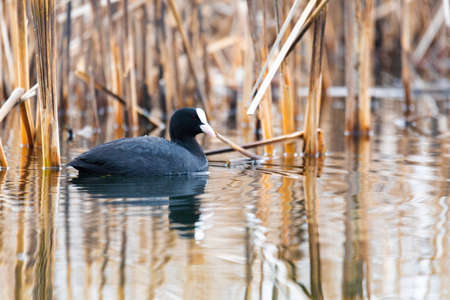 Bird Eurasian coot Fulica atra hiding in reedsの写真素材