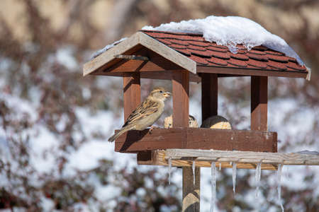 house sparrow, Passer domesticus, in simple bird feederの写真素材