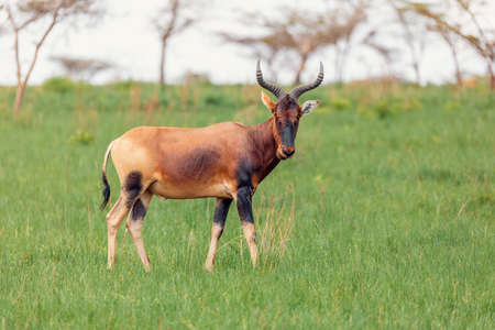 Swaynes Hartebeest antelope, Ethiopia wildlifeの写真素材