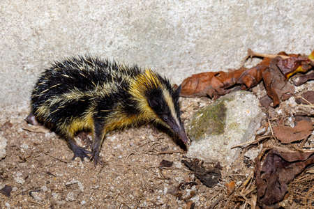 Endemic Tailless Tenrec, Madagascar Wildlifeの写真素材