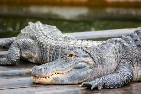 American alligator (Alligator mississippiensis)の写真素材