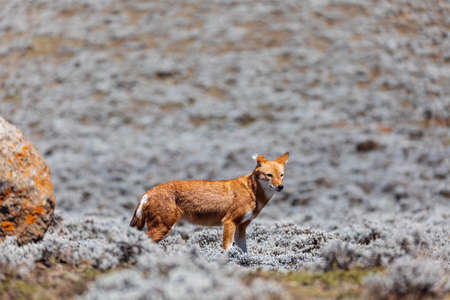 hunting ethiopian wolf, Canis simensis, Ethiopiaの写真素材