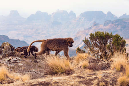 endemic Gelada in Simien mountain, Ethiopiaの写真素材