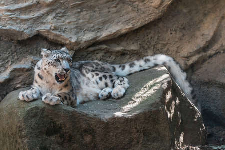 cat snow leopard - Irbis, Uncia unciaの写真素材