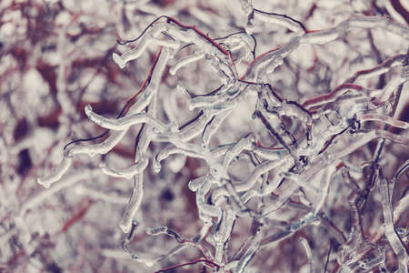 Iced twigs and branches of treeの写真素材