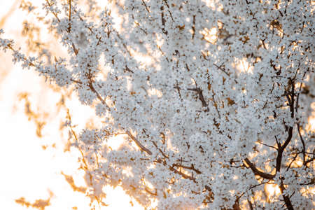 Midland hawthorn white flowering treeの写真素材