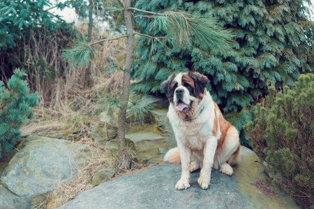 Portrait working breed of of St. Bernard dogの写真素材