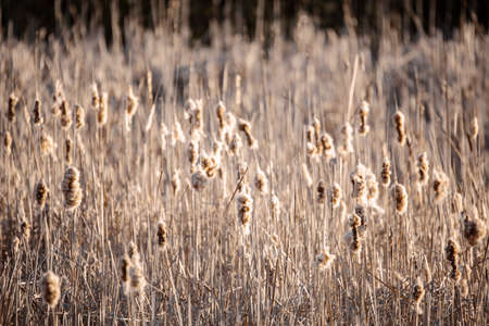 orange reeds in spring timeの写真素材