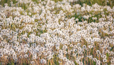 beautiful spring flower dandelion in meadowの写真素材