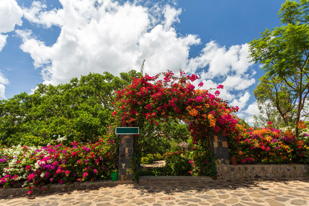Bougainvillea flowers blooming in the gardenの写真素材