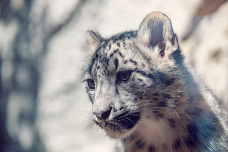 cute kitten of Snow Leopard cat, Irbisの写真素材