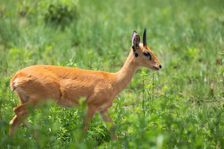 Cute Oribi antelope Ethiopia, Africa wildlifeの写真素材