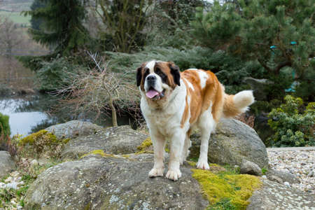 Portrait working breed of of St. Bernard dogの写真素材