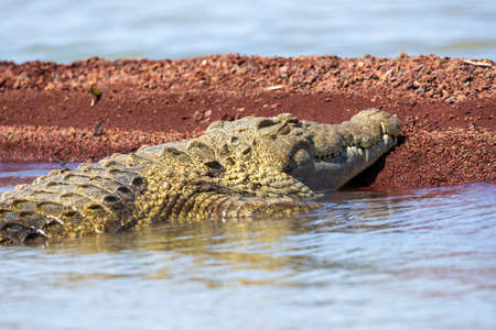 big nile crocodile, Chamo lake Falls Ethiopiaの写真素材