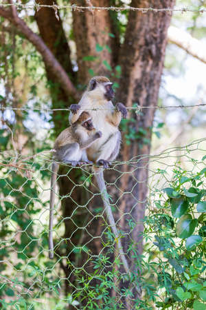 cute Vervet monkey with baby hung on a wire fence in Lake Chamo national park, Arba Minch, Ethiopia wildlifeの写真素材