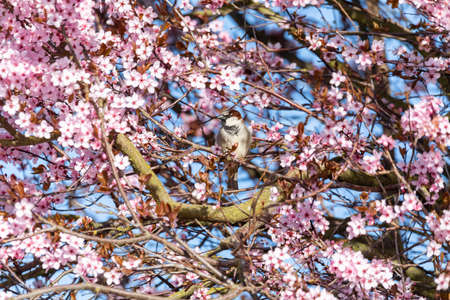 Eurasian blue tit in the natureの写真素材