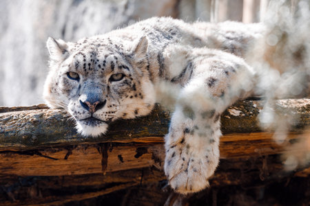cat snow leopard - Irbis, Uncia unciaの写真素材