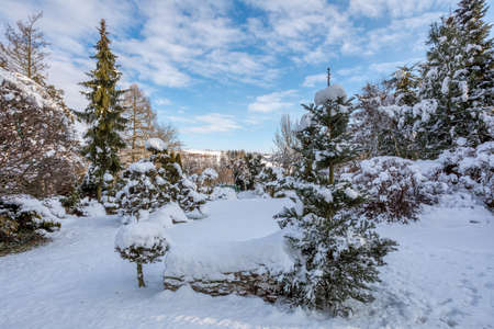 Beautiful evergreen winter garden with conifers and trees covered by fresh snowの写真素材