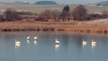 White swan on the frozen pond.の写真素材