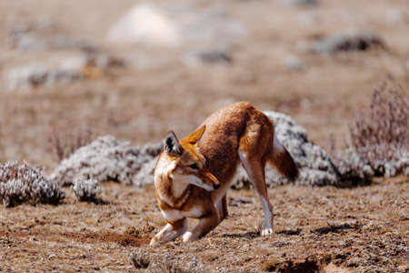 hunting ethiopian wolf, Canis simensis, Ethiopiaの写真素材